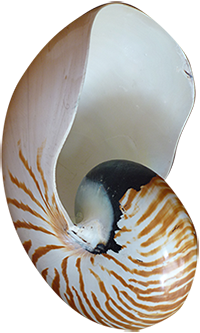 caracola